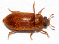 Byturus ochraceus
